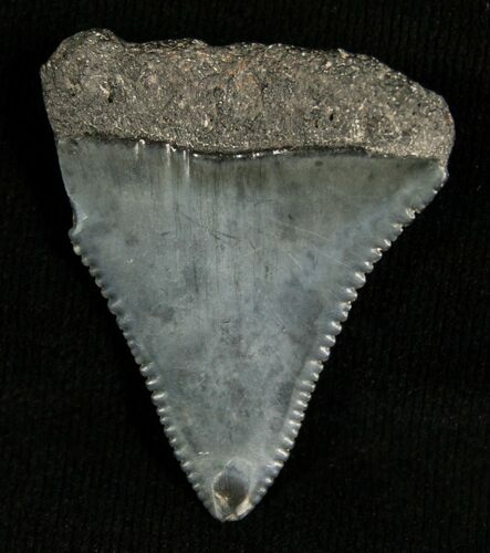 Fossil Great White Shark Tooth - Inches #5422